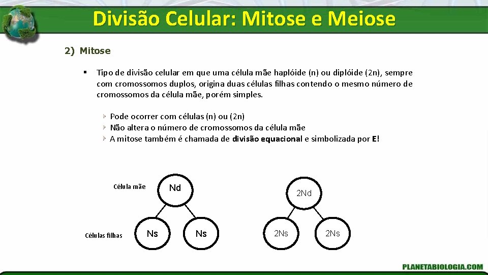 Divisão Celular: Mitose e Meiose 2) Mitose § Tipo de divisão celular em que