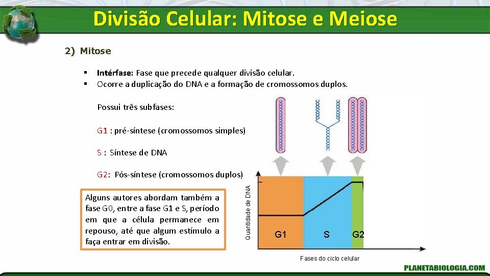 Divisão Celular: Mitose e Meiose 2) Mitose § § Intérfase: Fase que precede qualquer