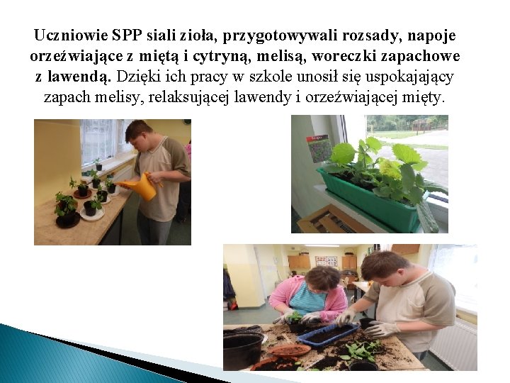 Uczniowie SPP siali zioła, przygotowywali rozsady, napoje orzeźwiające z miętą i cytryną, melisą, woreczki