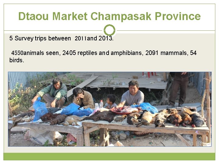 Dtaou Market Champasak Province 5 Survey trips between 2011 and 2013. 4550 animals seen,