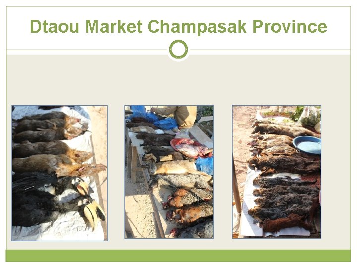 Dtaou Market Champasak Province 