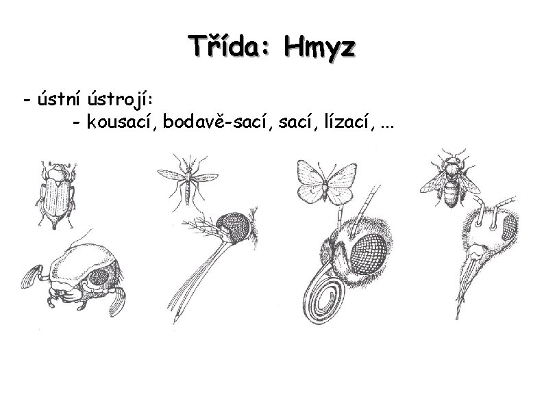 Třída: Hmyz - ústní ústrojí: - kousací, bodavě-sací, lízací, . . . 