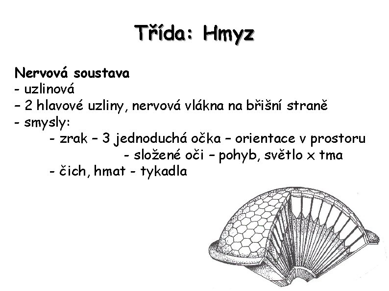 Třída: Hmyz Nervová soustava - uzlinová – 2 hlavové uzliny, nervová vlákna na břišní