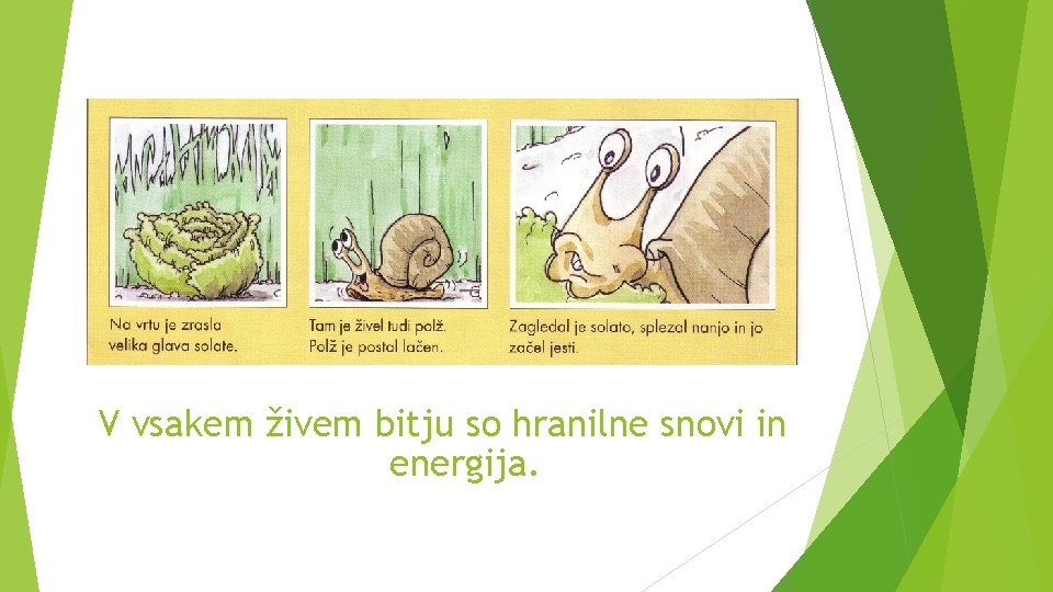 V vsakem živem bitju so hranilne snovi in energija. 