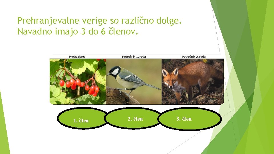 Prehranjevalne verige so različno dolge. Navadno imajo 3 do 6 členov. 1. člen 2.