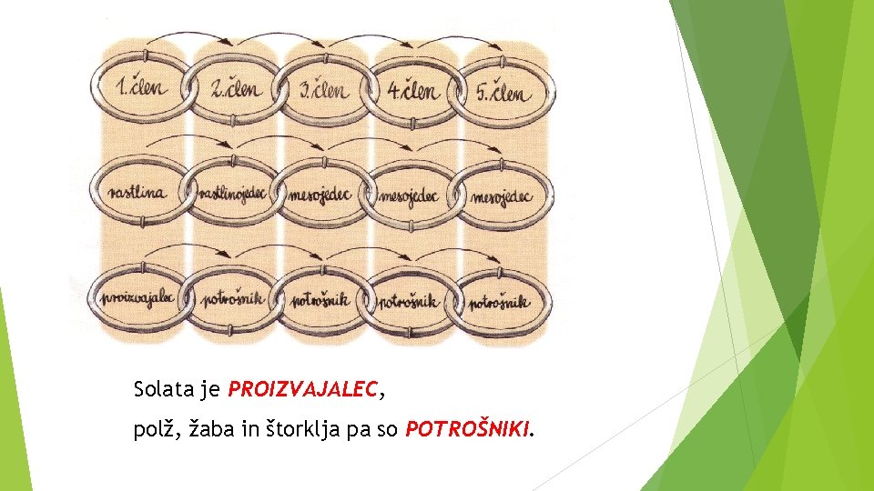 Solata je PROIZVAJALEC, polž, žaba in štorklja pa so POTROŠNIKI. 