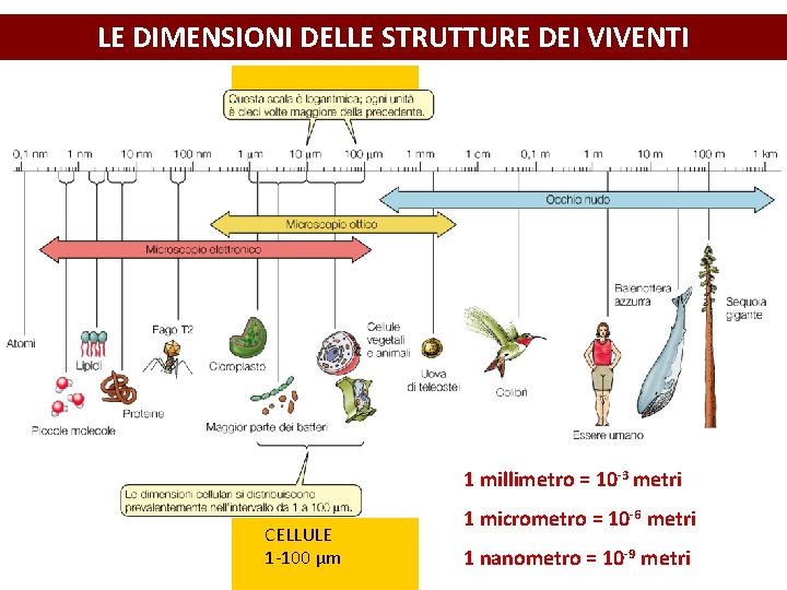 LE DIMENSIONI DELLE STRUTTURE DEI VIVENTI 1 millimetro = 10 -3 metri CELLULE 1