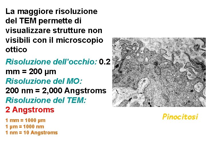 La maggiore risoluzione del TEM permette di visualizzare strutture non visibili con il microscopio