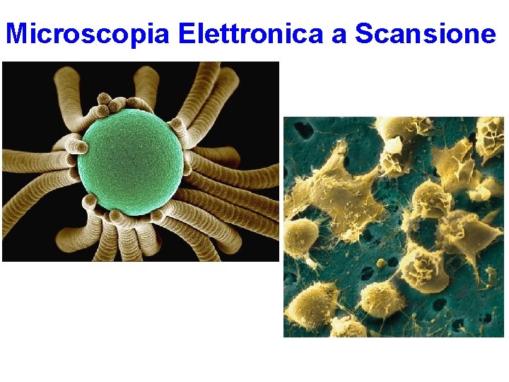 Fotografia al SEM delle colonie a ventaglio di una diatomea Microscopia Elettronica a Scansione