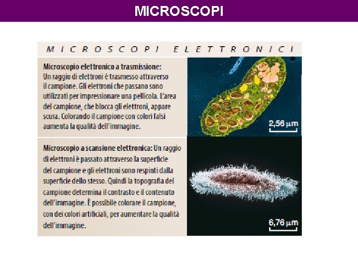 MICROSCOPI 