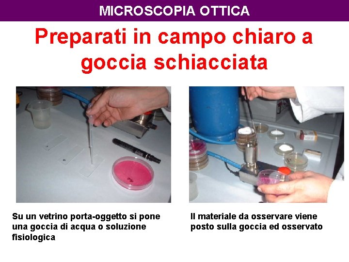 MICROSCOPIA OTTICA Preparati in campo chiaro a goccia schiacciata Su un vetrino porta-oggetto si