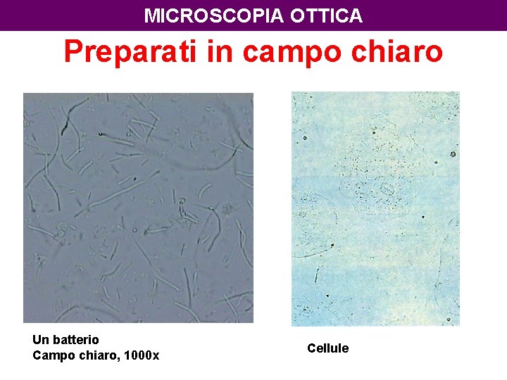 MICROSCOPIA OTTICA Preparati in campo chiaro Un batterio Campo chiaro, 1000 x Cellule 