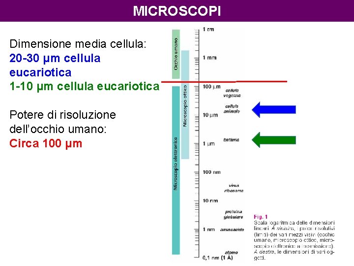 MICROSCOPI Dimensione media cellula: 20 -30 μm cellula eucariotica 1 -10 μm cellula eucariotica