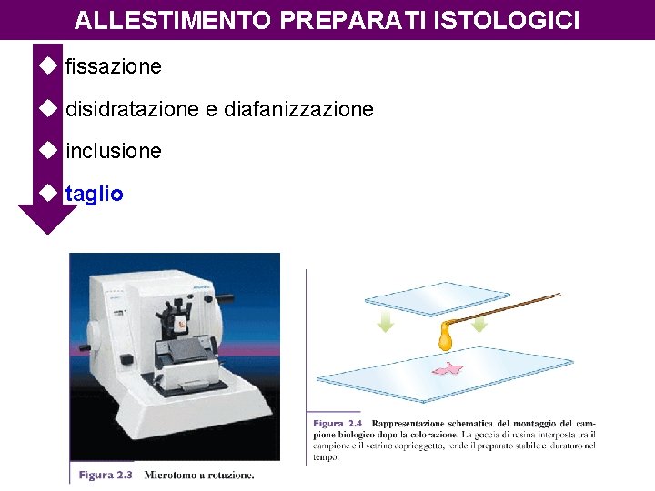 ALLESTIMENTO PREPARATI ISTOLOGICI u fissazione u disidratazione e diafanizzazione u inclusione u taglio 