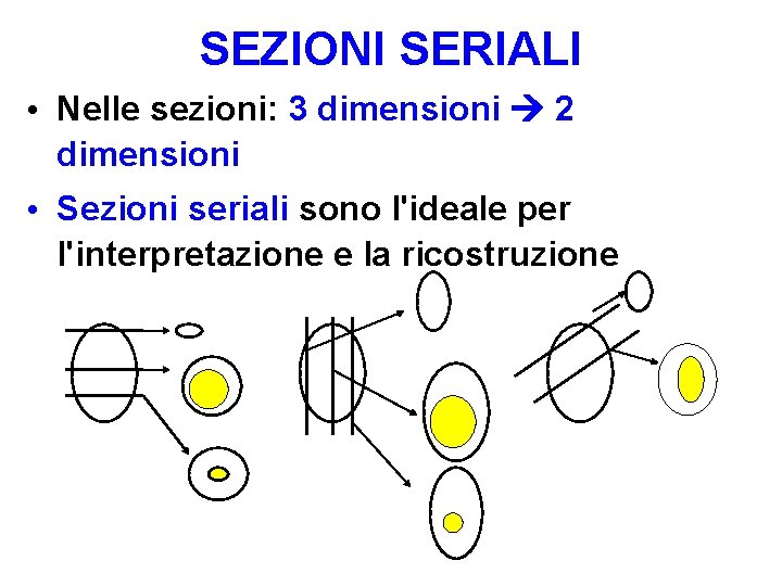 SEZIONI SERIALI • Nelle sezioni: 3 dimensioni 2 dimensioni • Sezioni seriali sono l'ideale