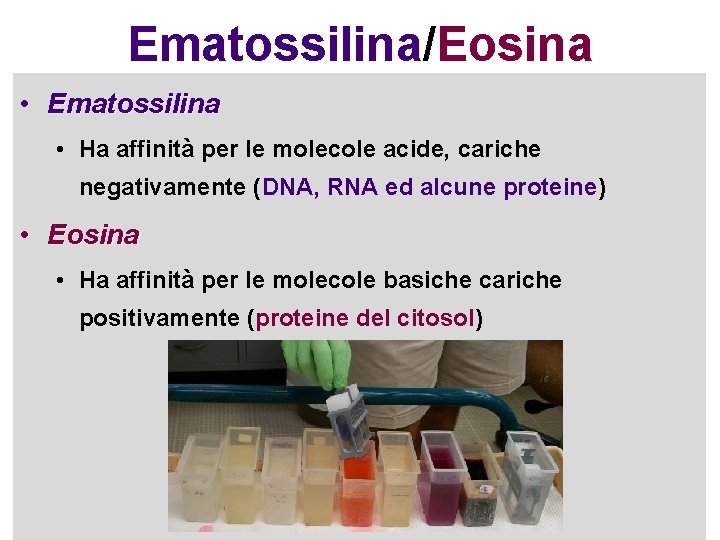 Ematossilina/Eosina • Ematossilina • Ha affinità per le molecole acide, cariche negativamente (DNA, RNA