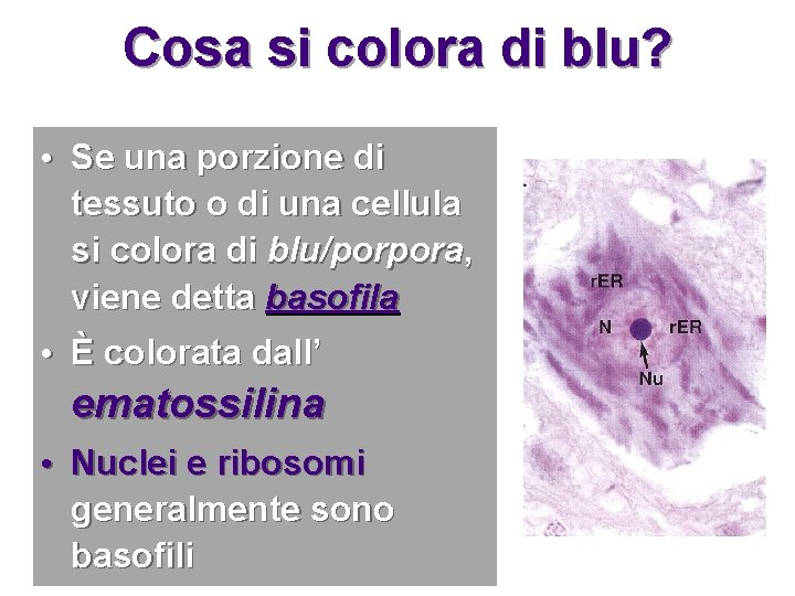 Cosa si colora di blu? • Se una porzione di tessuto o di una