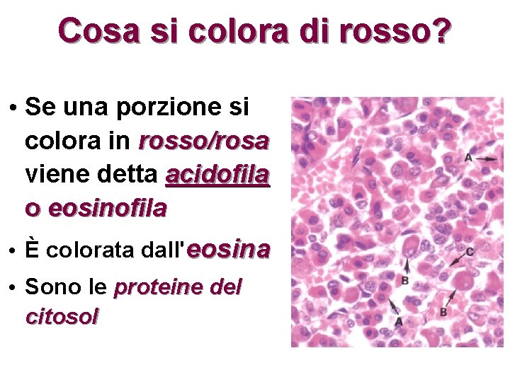 Cosa si colora di rosso? • Se una porzione si colora in rosso/rosa, rosa