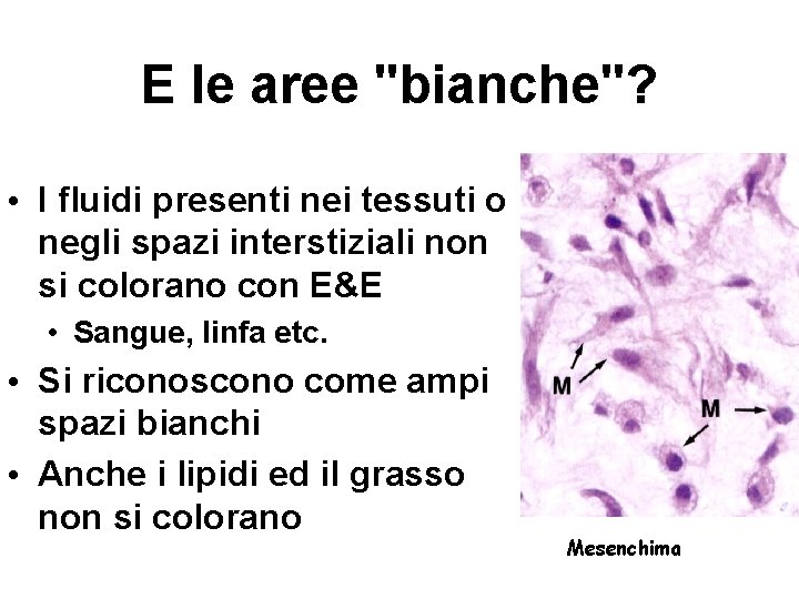 E le aree "bianche"? • I fluidi presenti nei tessuti o negli spazi interstiziali