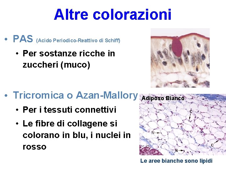 Altre colorazioni • PAS (Acido Periodico-Reattivo di Schiff) • Per sostanze ricche in zuccheri