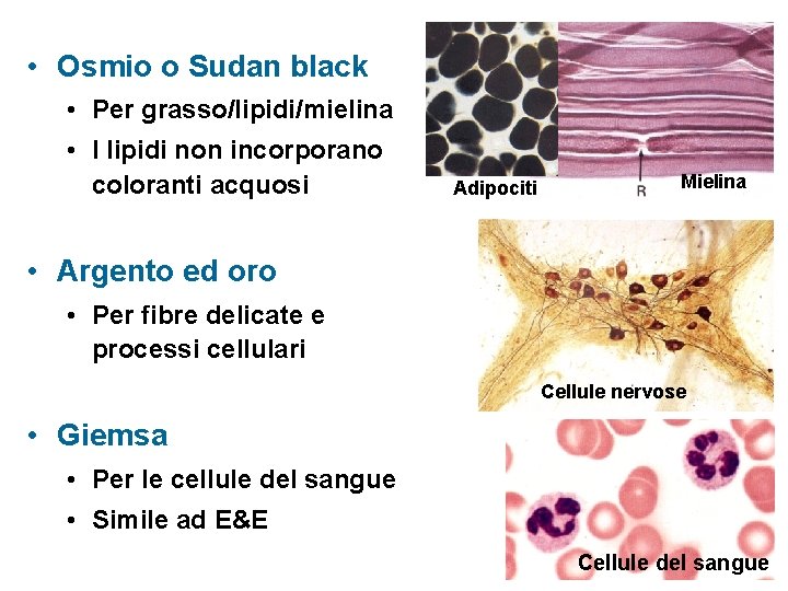  • Osmio o Sudan black • Per grasso/lipidi/mielina • I lipidi non incorporano