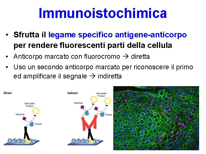 Immunoistochimica • Sfrutta il legame specifico antigene-anticorpo per rendere fluorescenti parti della cellula •