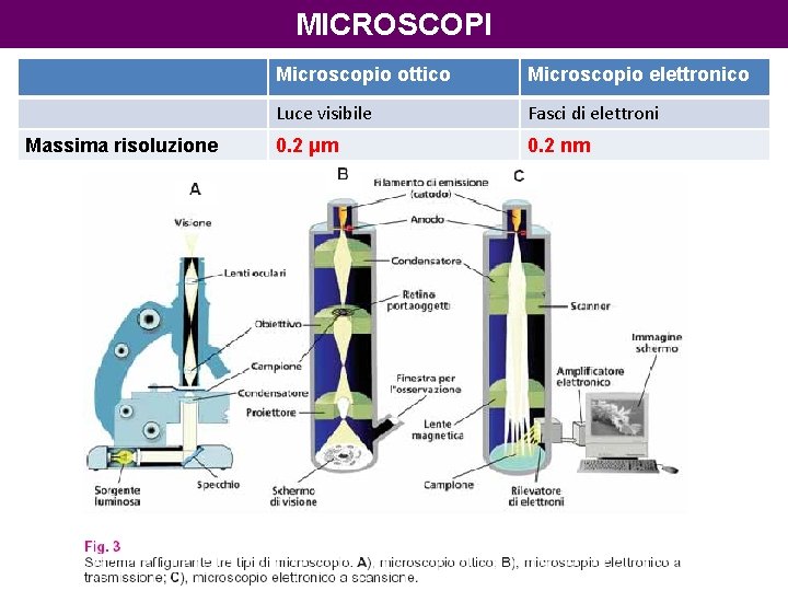 MICROSCOPI Massima risoluzione Microscopio ottico Microscopio elettronico Luce visibile Fasci di elettroni 0. 2