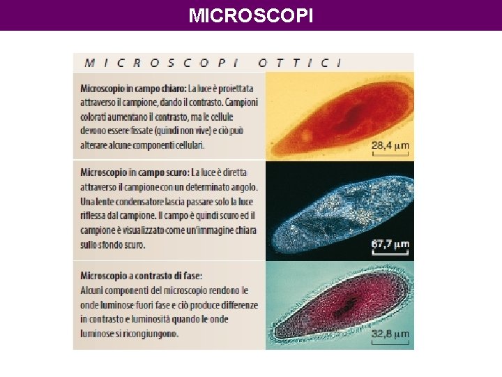 MICROSCOPI 