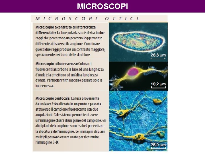 MICROSCOPI 