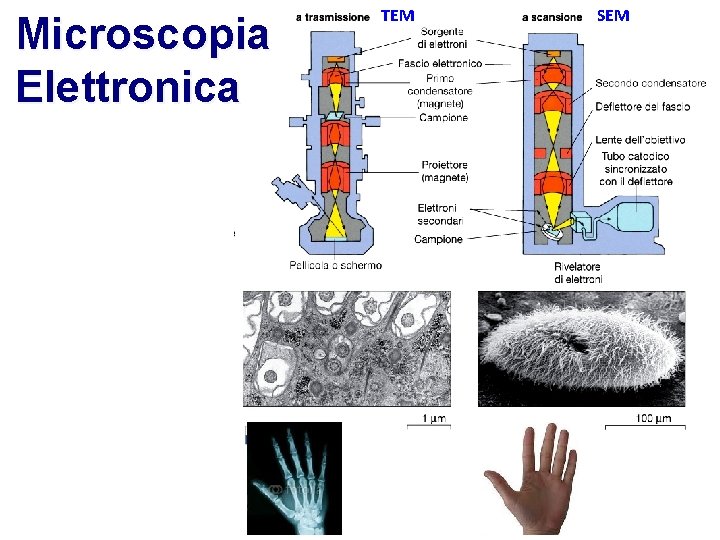 Microscopia Elettronica TEM SEM 