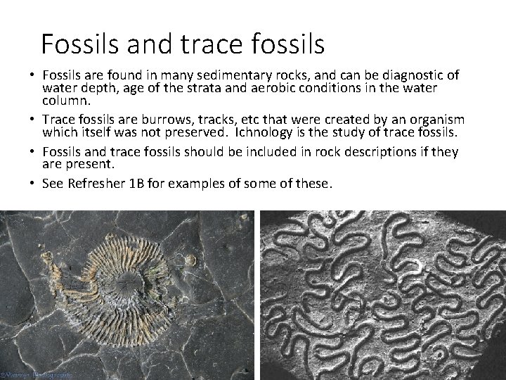Fossils and trace fossils • Fossils are found in many sedimentary rocks, and can