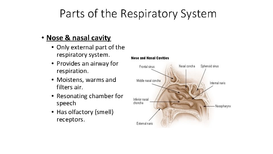 Parts of the Respiratory System • Nose & nasal cavity • Only external part