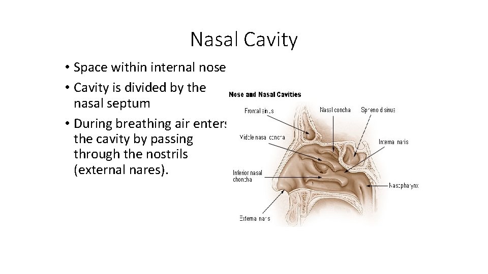 Nasal Cavity • Space within internal nose • Cavity is divided by the nasal