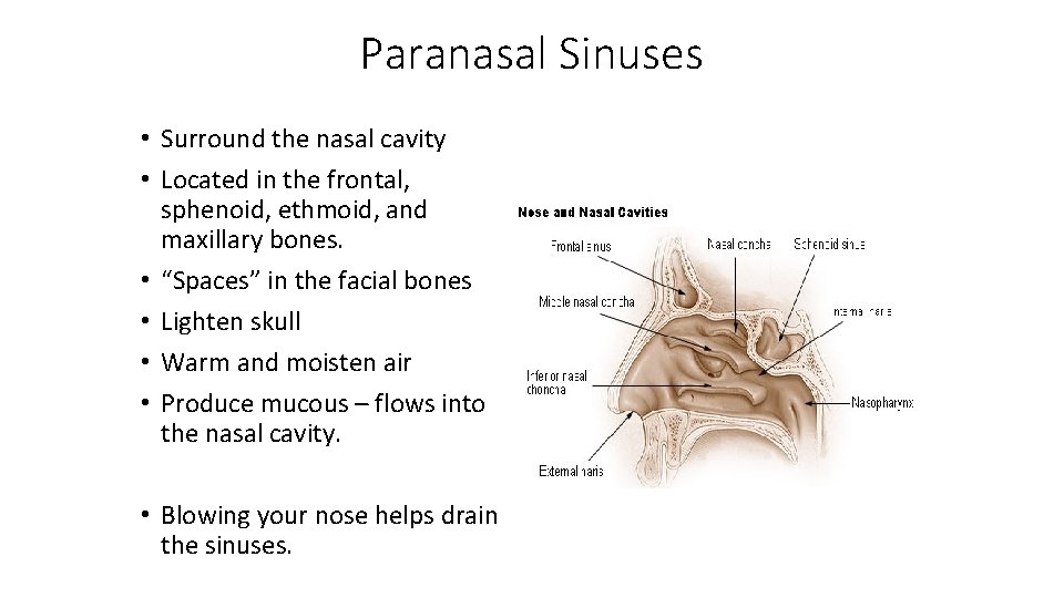 Paranasal Sinuses • Surround the nasal cavity • Located in the frontal, sphenoid, ethmoid,