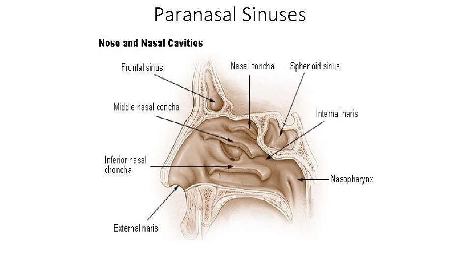 Paranasal Sinuses 