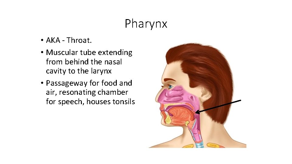 Pharynx • AKA - Throat. • Muscular tube extending from behind the nasal cavity