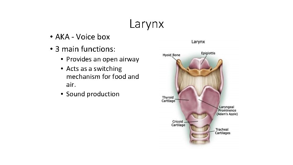  • AKA - Voice box • 3 main functions: Larynx • Provides an