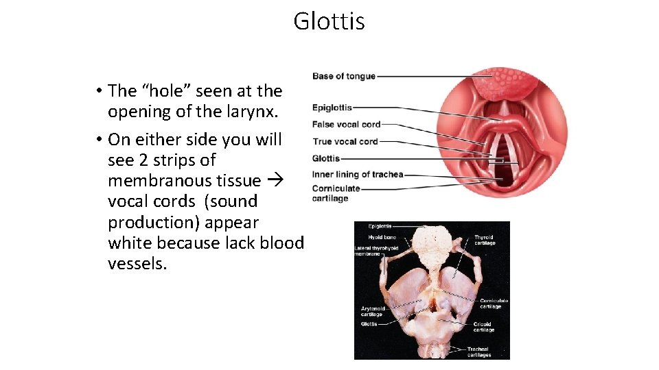 Glottis • The “hole” seen at the opening of the larynx. • On either