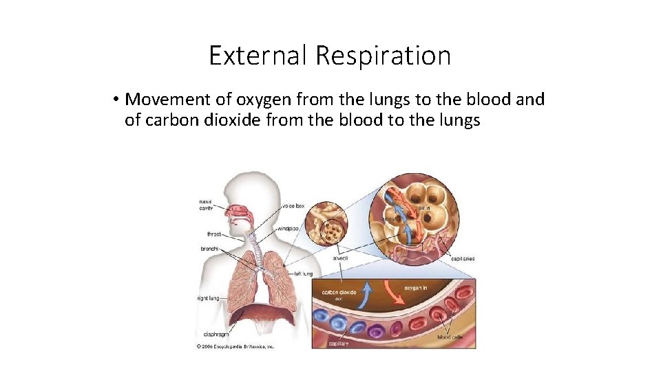 External Respiration • Movement of oxygen from the lungs to the blood and of