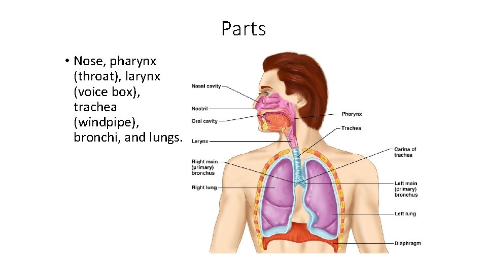 Parts • Nose, pharynx (throat), larynx (voice box), trachea (windpipe), bronchi, and lungs. 