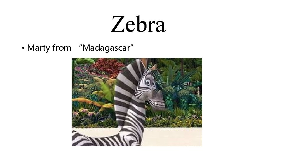 Zebra • Marty from “Madagascar” 