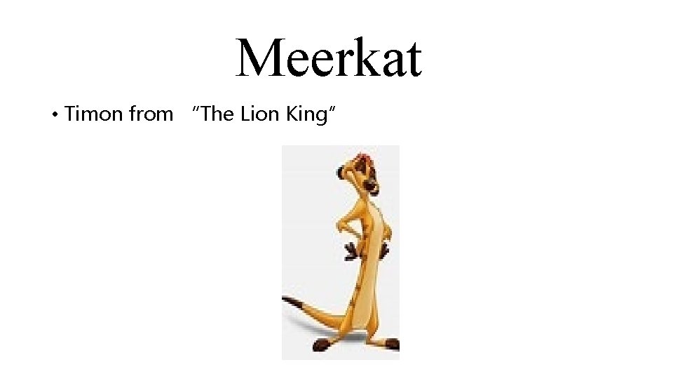 Meerkat • Timon from “The Lion King” 