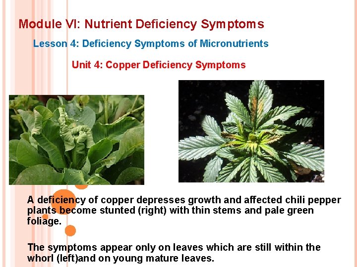 Module VI: Nutrient Deficiency Symptoms Lesson 4: Deficiency Symptoms of Micronutrients Unit 4: Copper