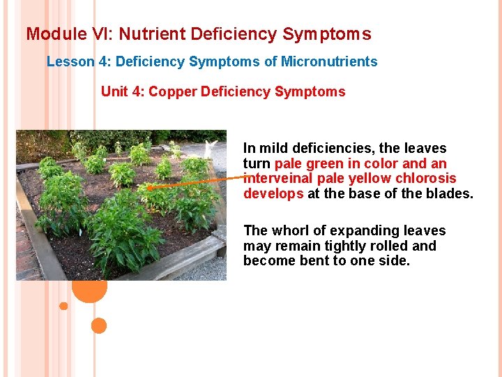 Module VI: Nutrient Deficiency Symptoms Lesson 4: Deficiency Symptoms of Micronutrients Unit 4: Copper