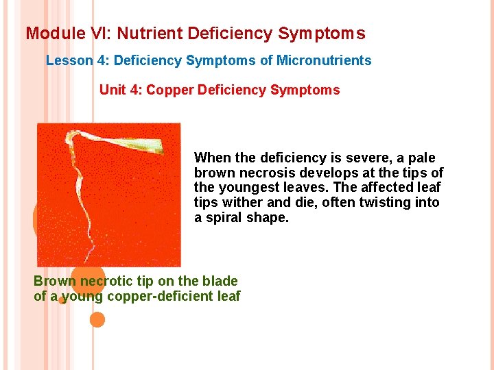 Module VI: Nutrient Deficiency Symptoms Lesson 4: Deficiency Symptoms of Micronutrients Unit 4: Copper