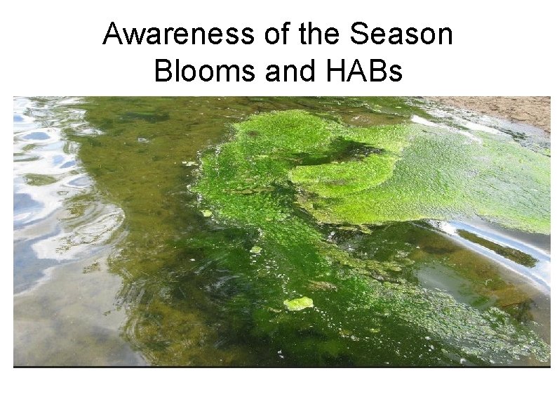 Awareness of the Season Blooms and HABs 