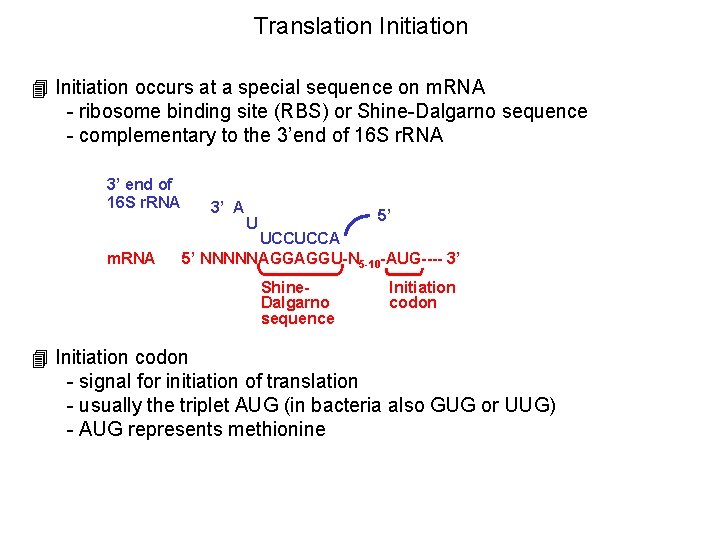 Translation Initiation 4 Initiation occurs at a special sequence on m. RNA - ribosome