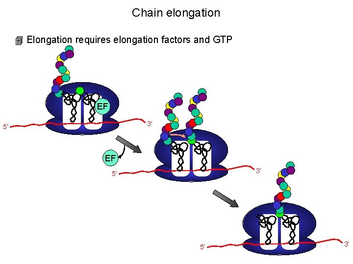 Chain elongation 4 Elongation requires elongation factors and GTP EF 3’ 5’ 5’ 3’