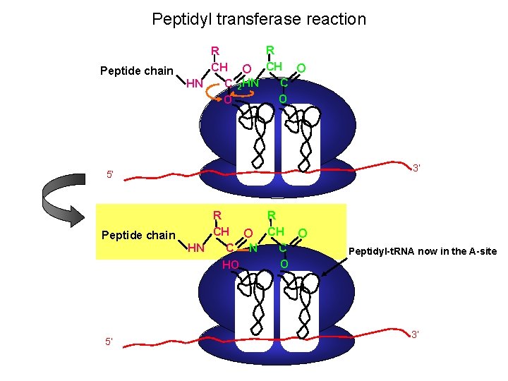 Peptidyl transferase reaction Peptide chain R R CH O C HN C 2 HN