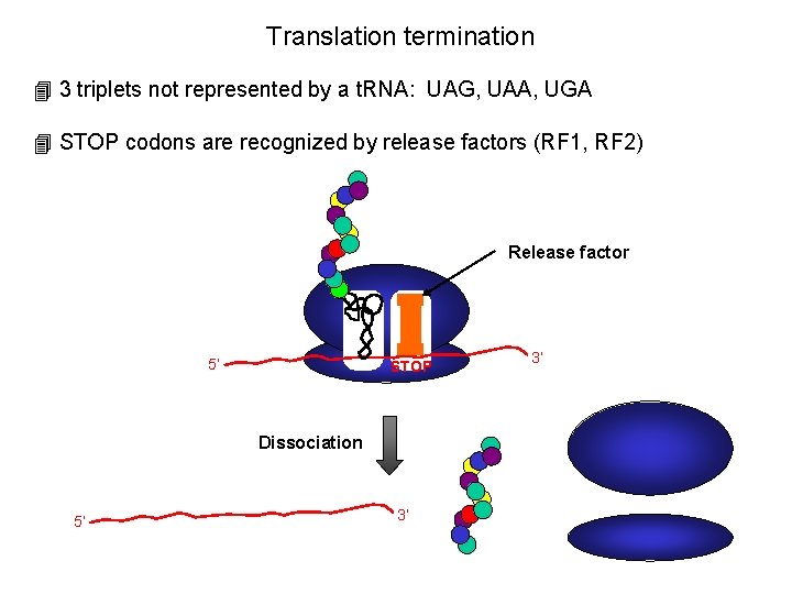 Translation termination 4 3 triplets not represented by a t. RNA: UAG, UAA, UGA